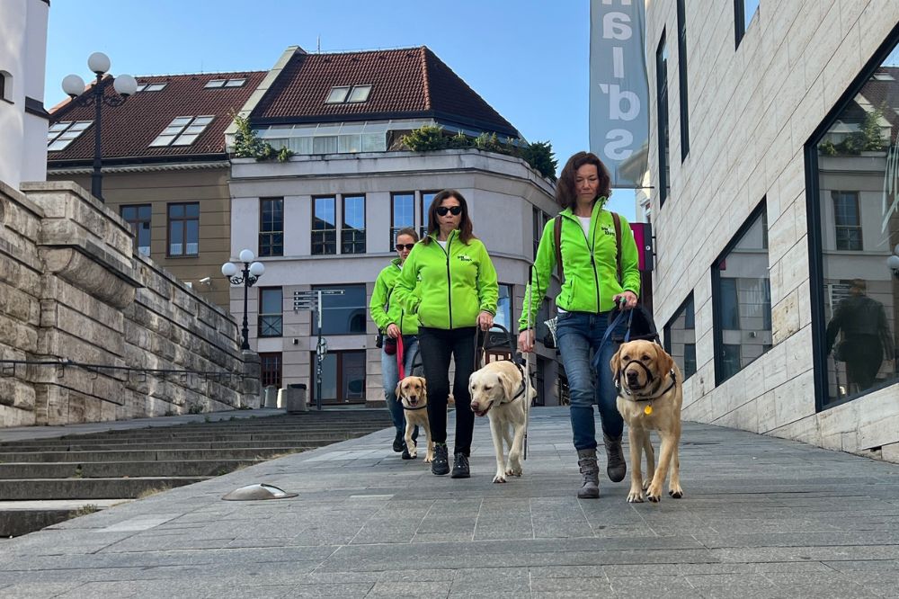 Psi na život na prechádzke v Bratislave